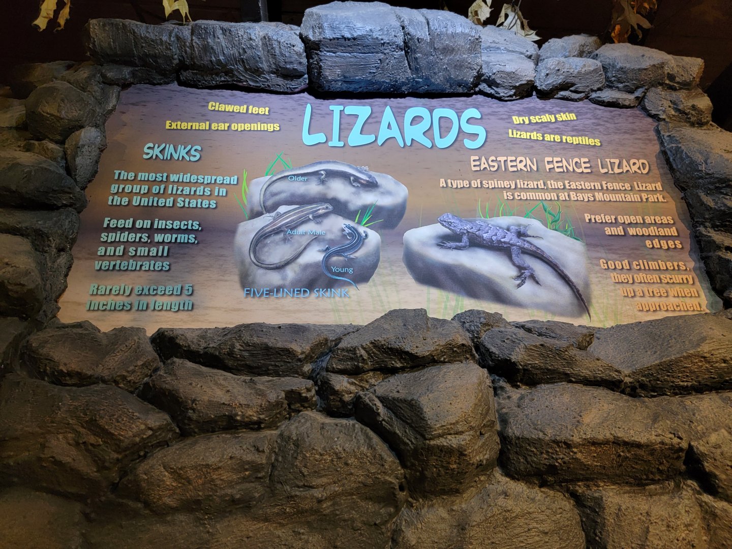 Bays Mountain - Lizards