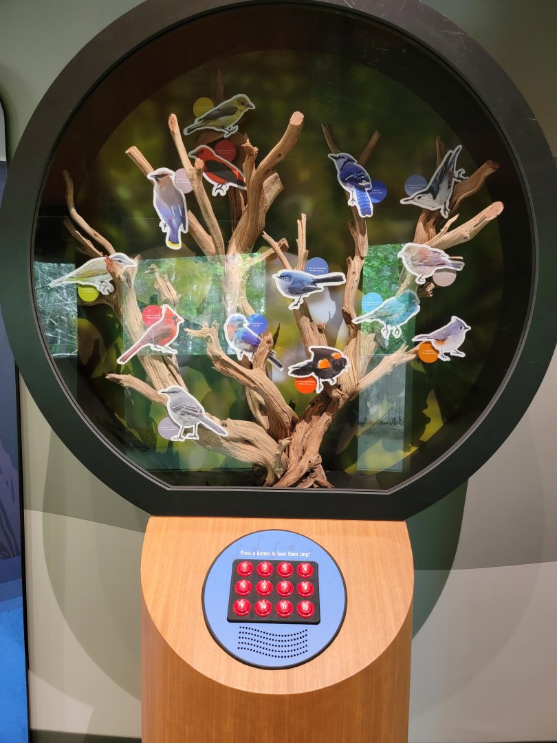 Bays Mountain - Local bird calls