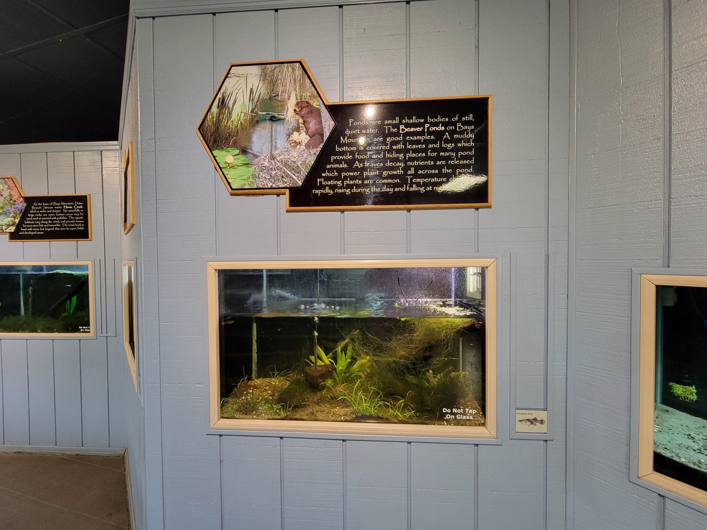 Bays Mountain - Mosquito fish