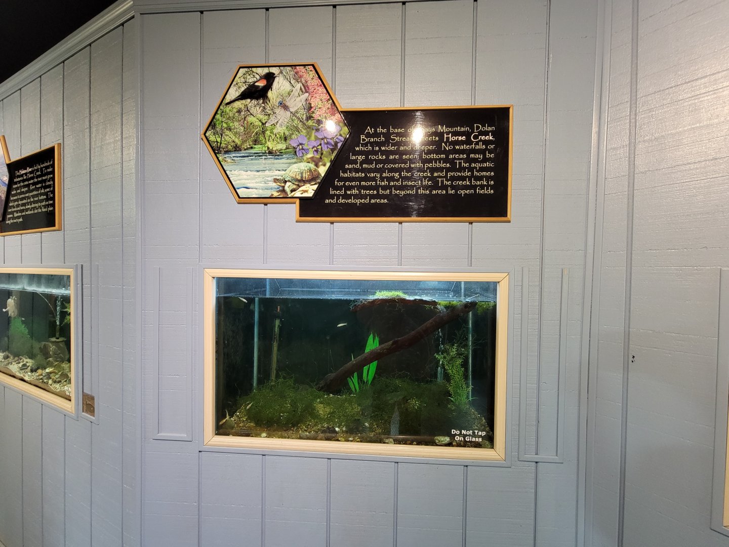 Bays Mountain - Musk turtle