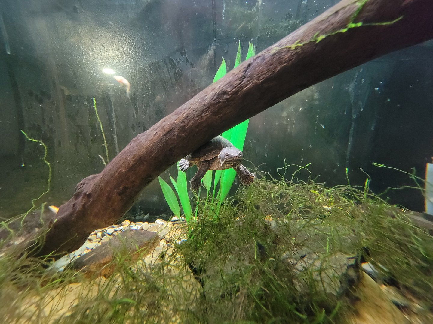 Bays Mountain - Musk turtle