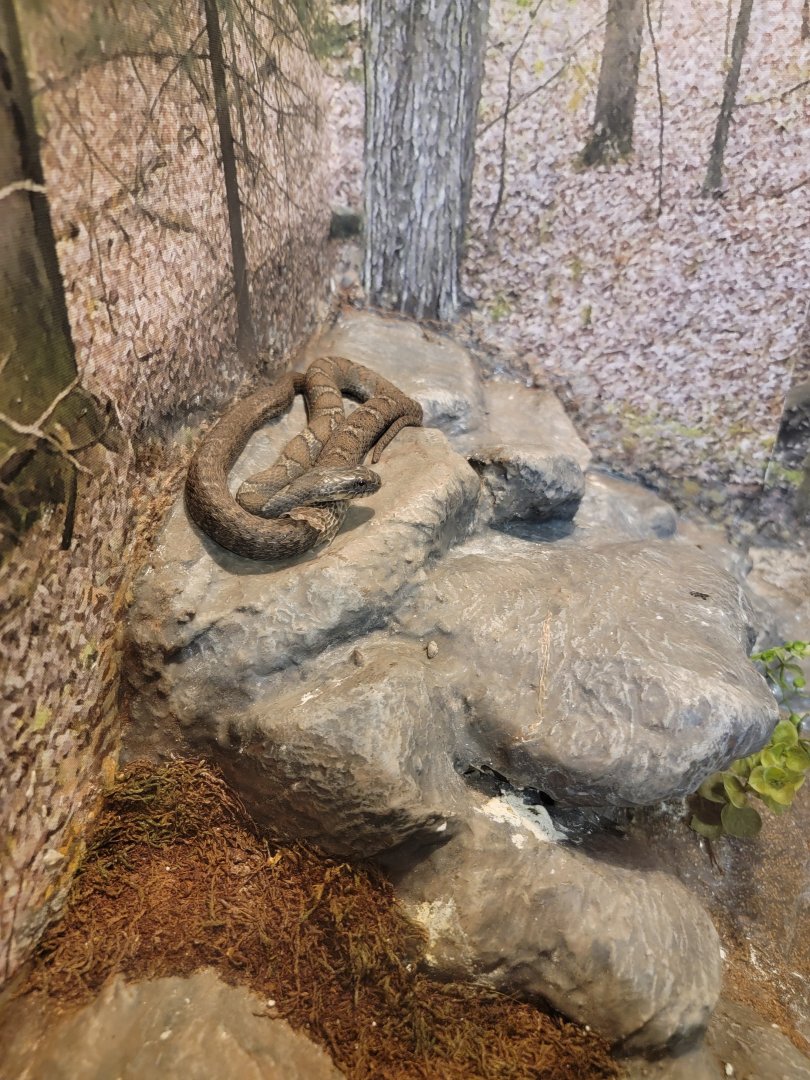 Bays Mountain - Northern watersnake