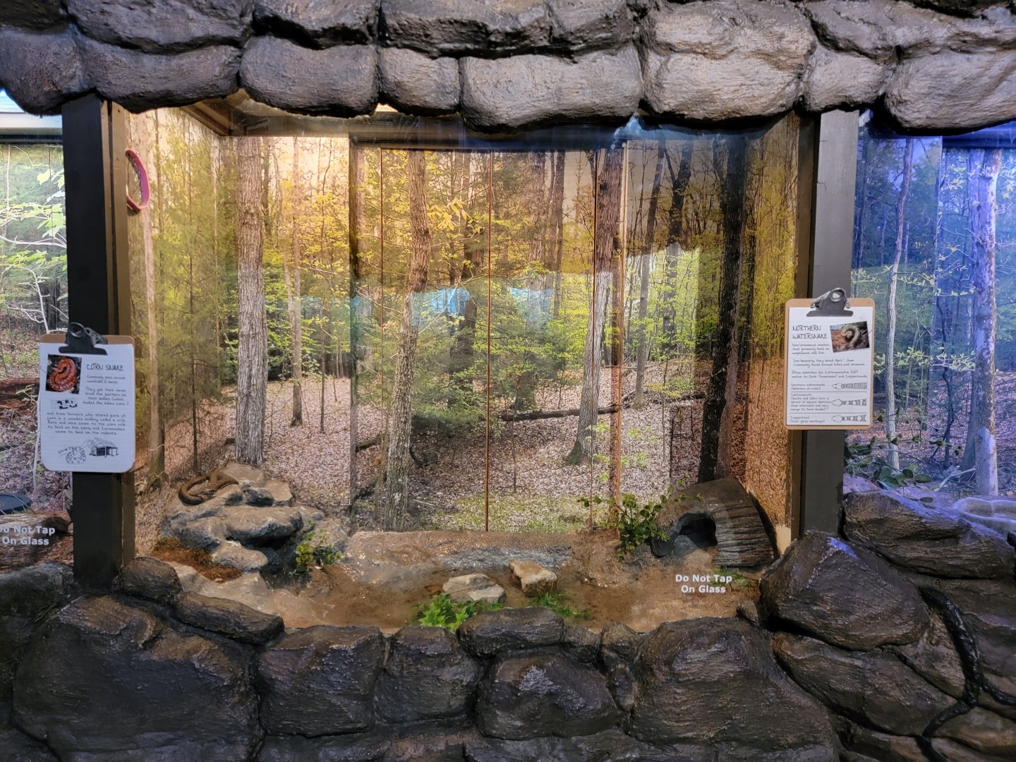 Bays Mountain - Northern watersnake