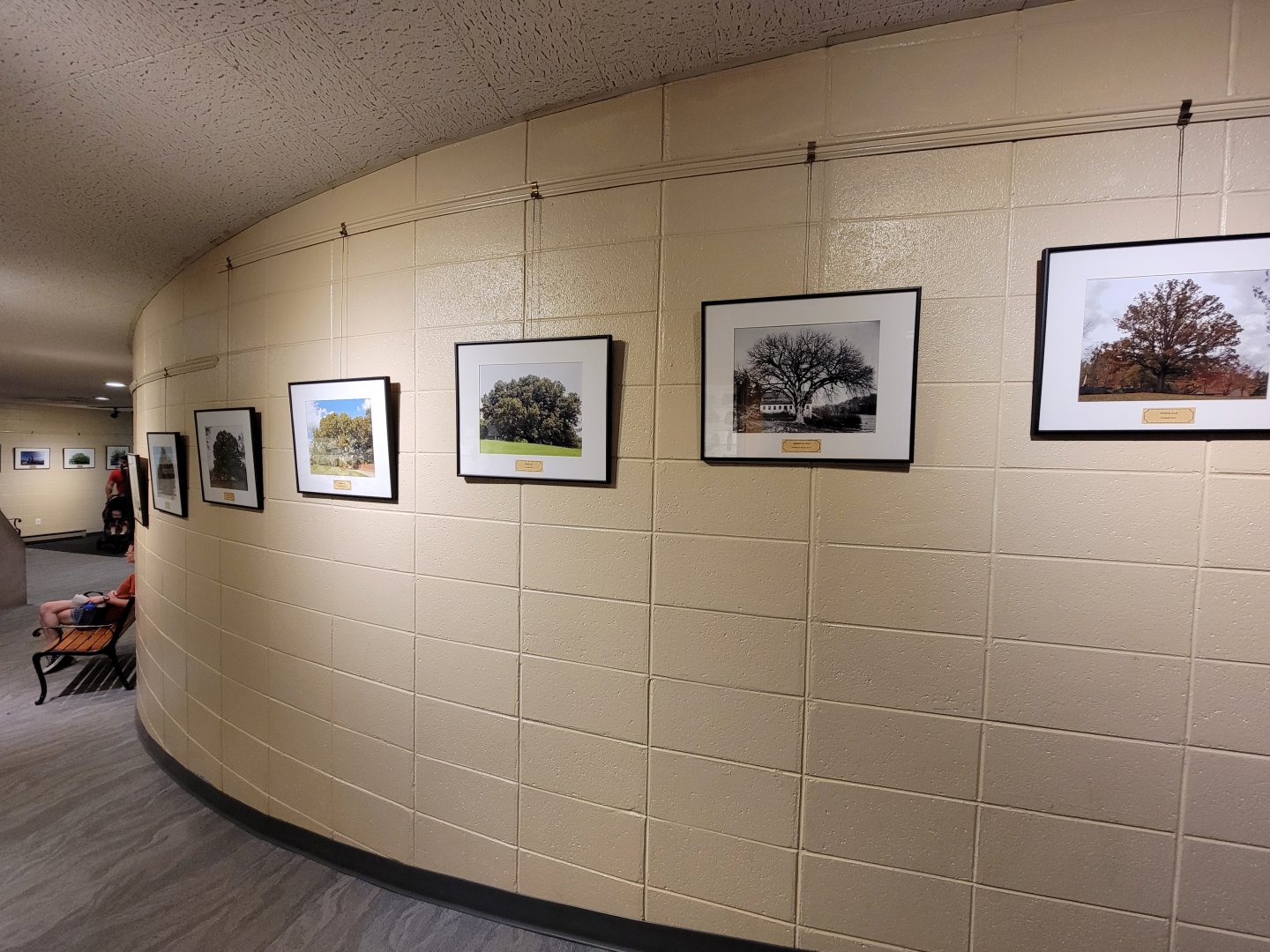 Bays Mountain - Photos of tree species