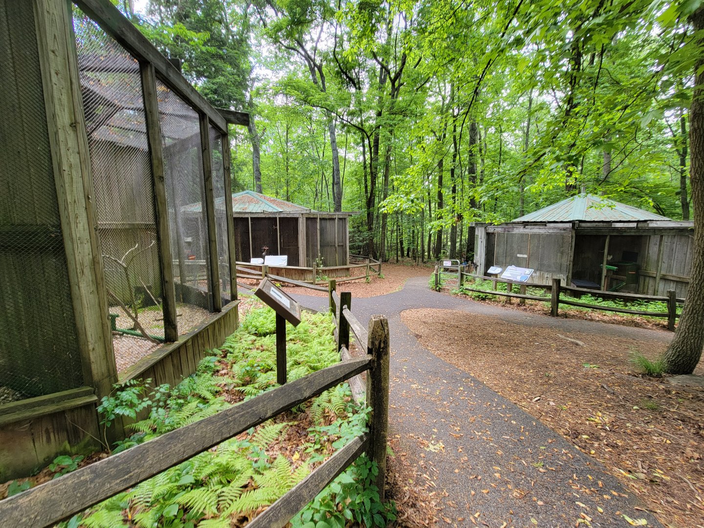 Bays Mountain - Raptor center