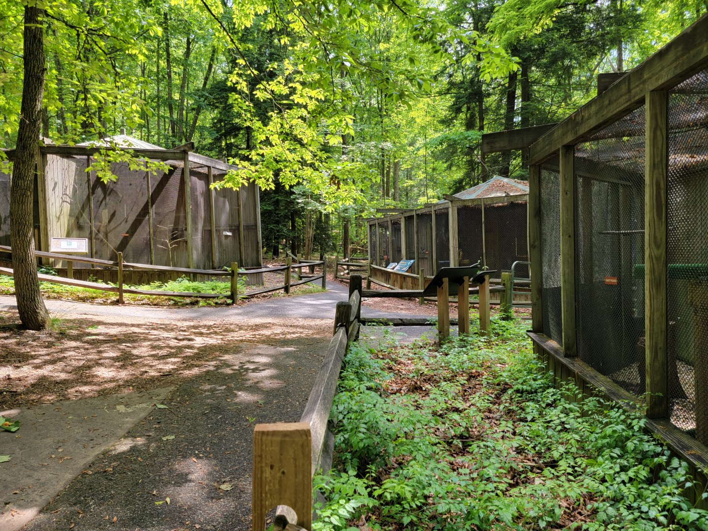 Bays Mountain - Raptor center