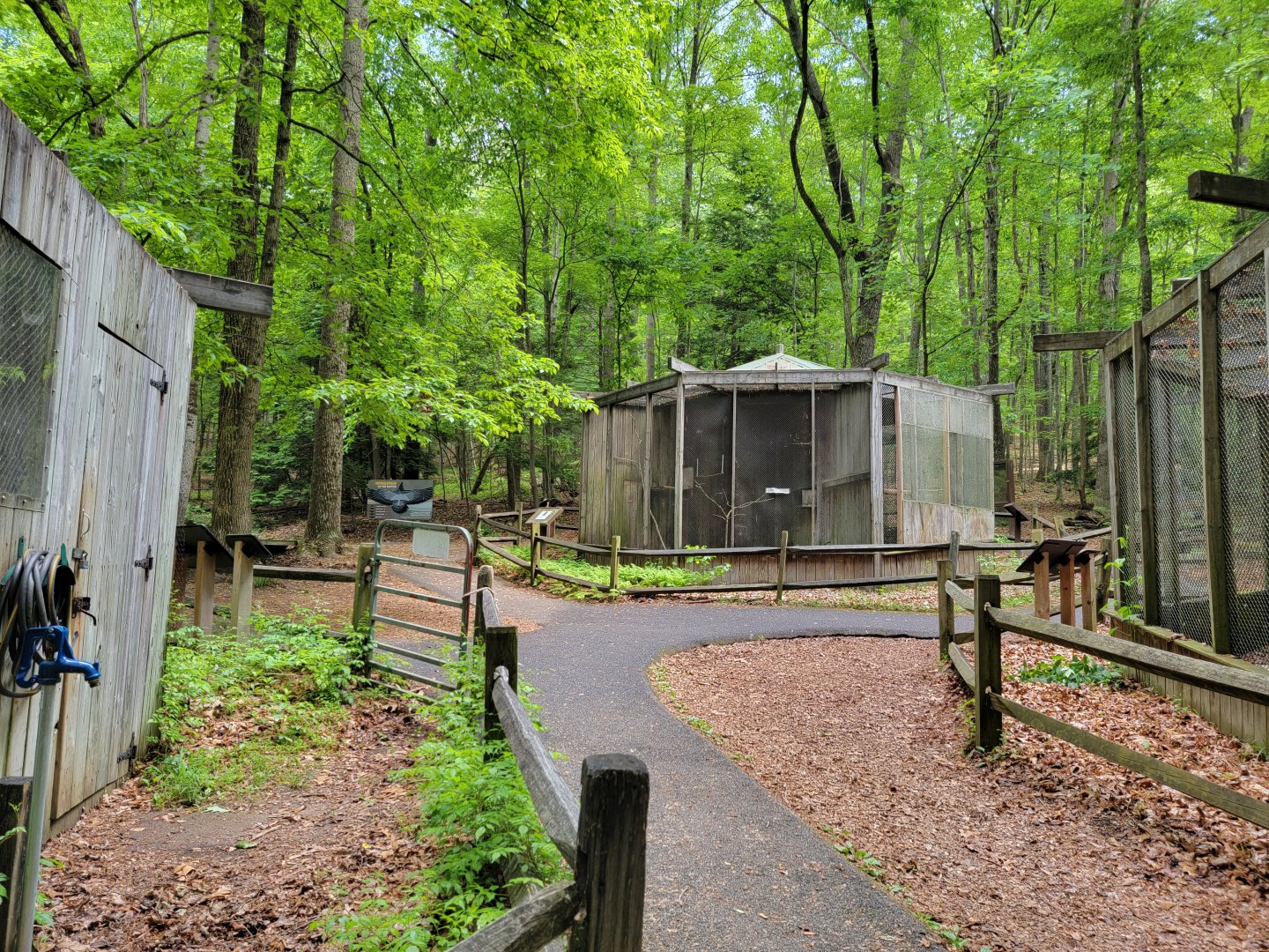 Bays Mountain - Raptor center