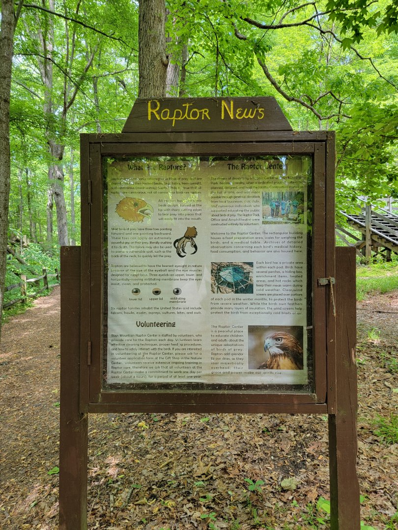 Bays Mountain - Raptor News