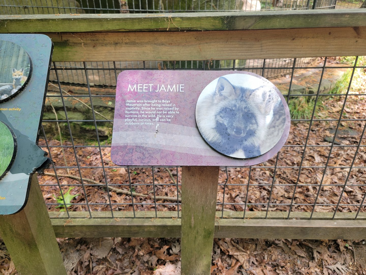 Bays Mountain - Red fox details