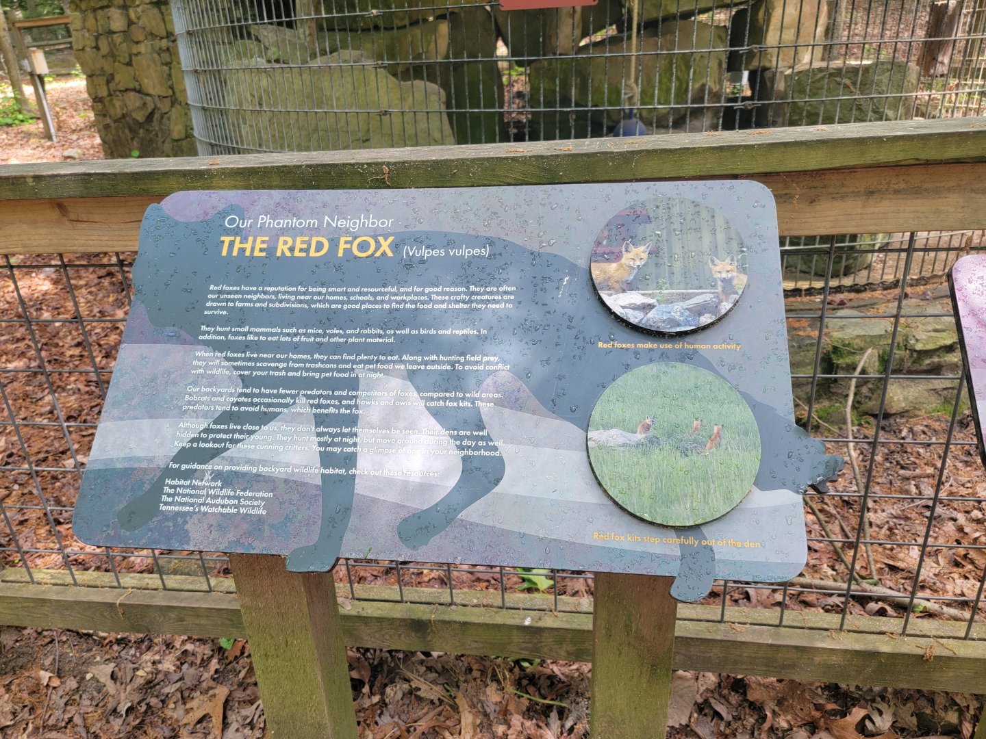 Bays Mountain - Red fox info