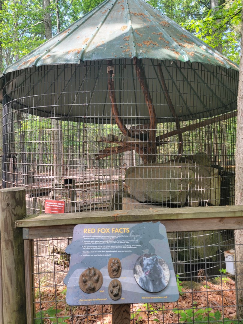 Bays Mountain - Red fox