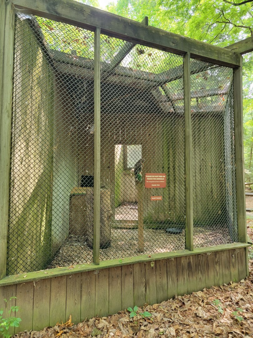Bays Mountain - Red-shouldered hawk