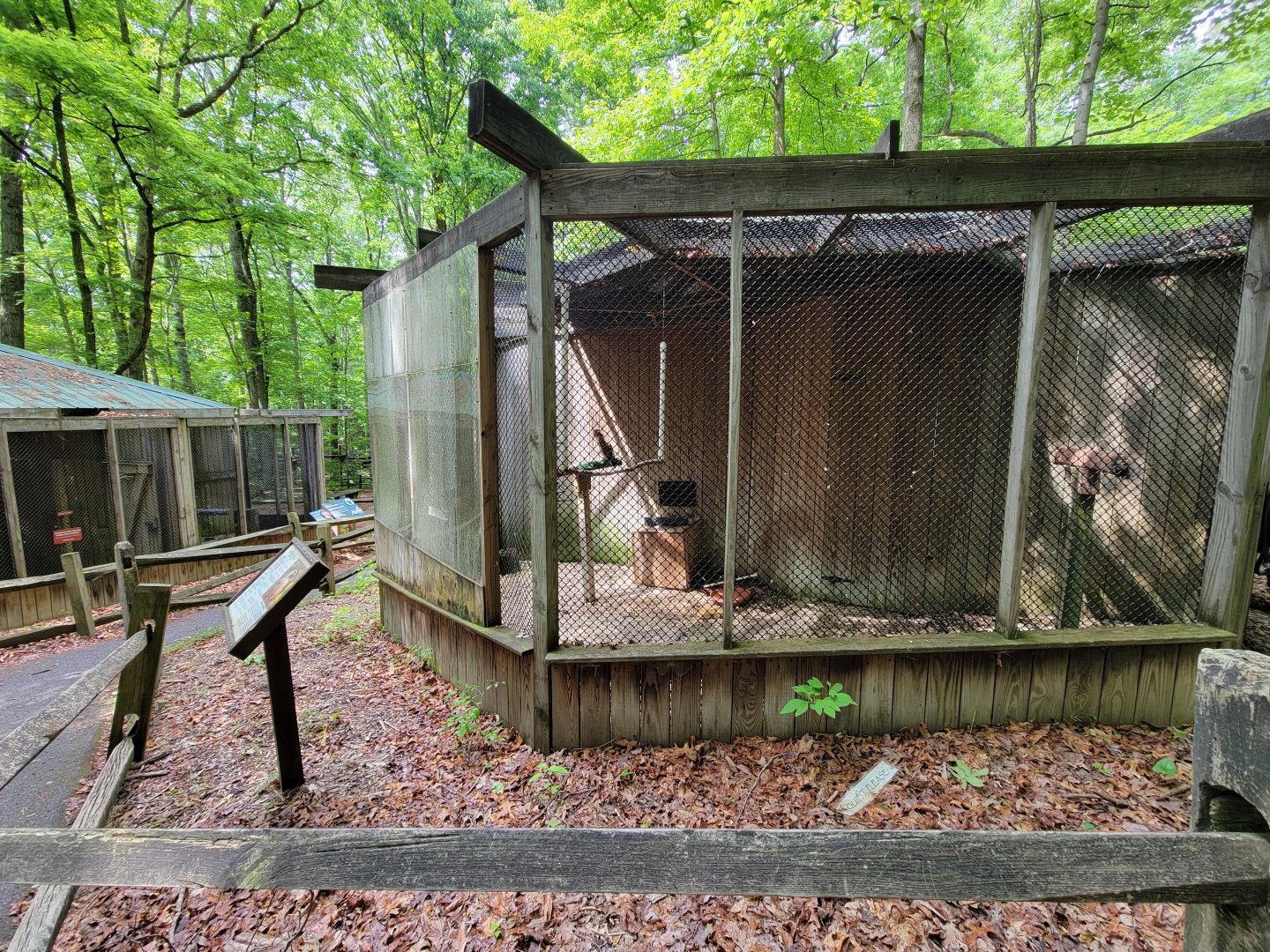 Bays Mountain - Red-tailed hawk