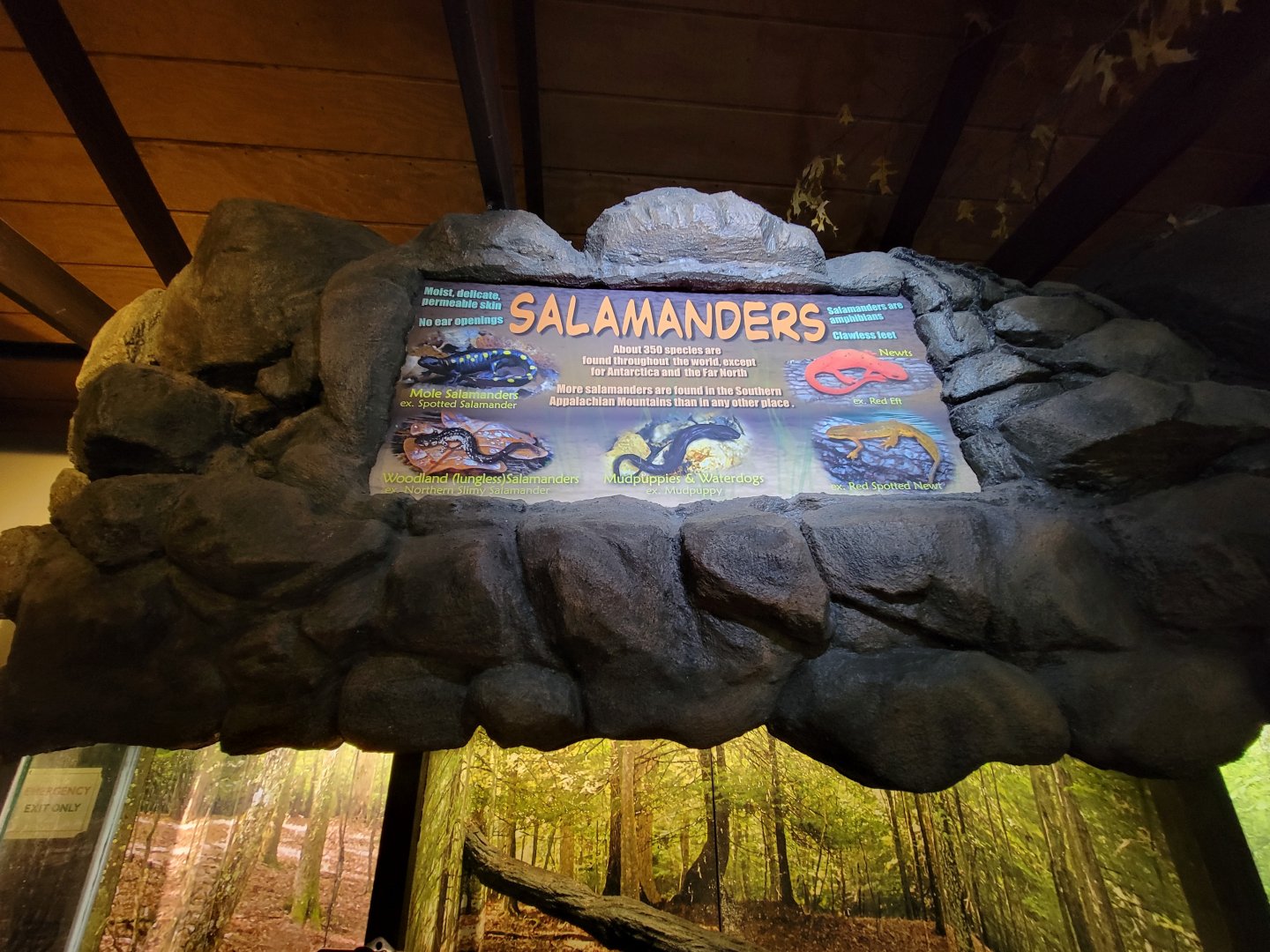 Bays Mountain - Salamanders sign
