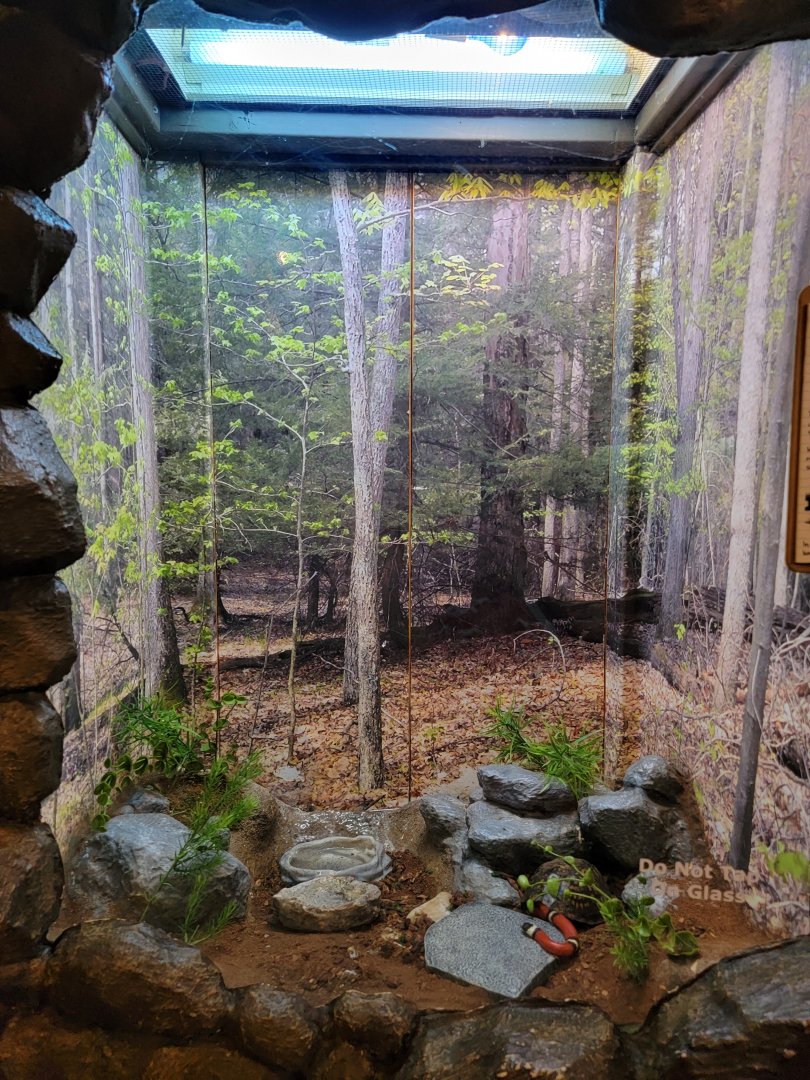 Bays Mountain - Sinaloan milksnake