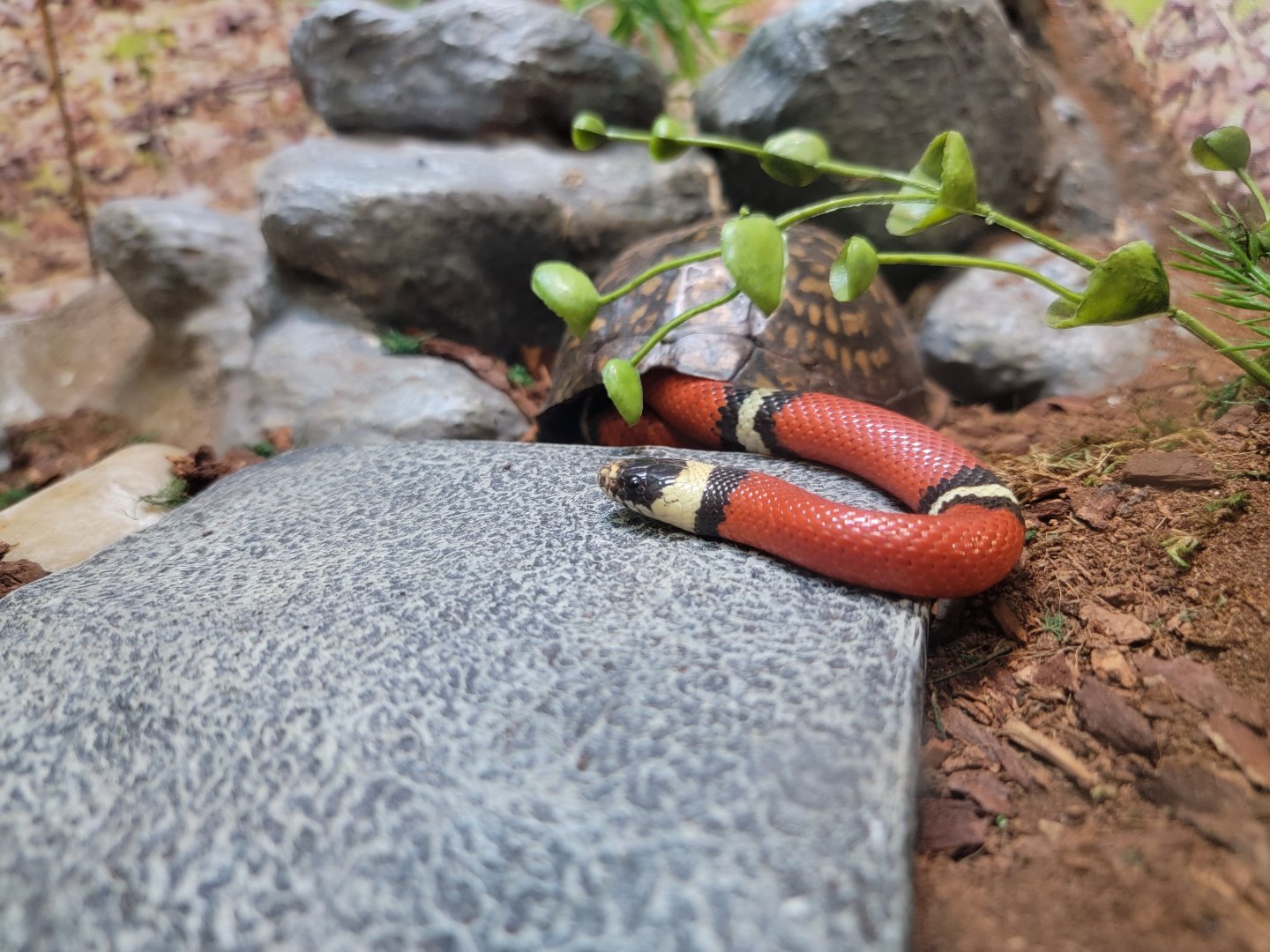 Bays Mountain - Sinaloan milksnake