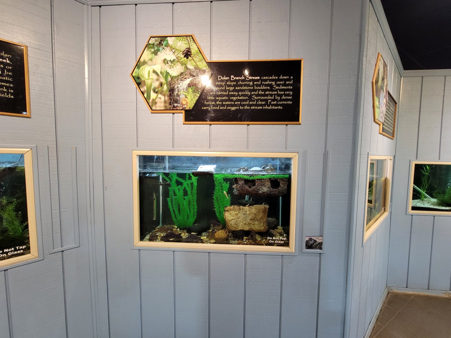 Bays Mountain - Sliders (not musk turtle)