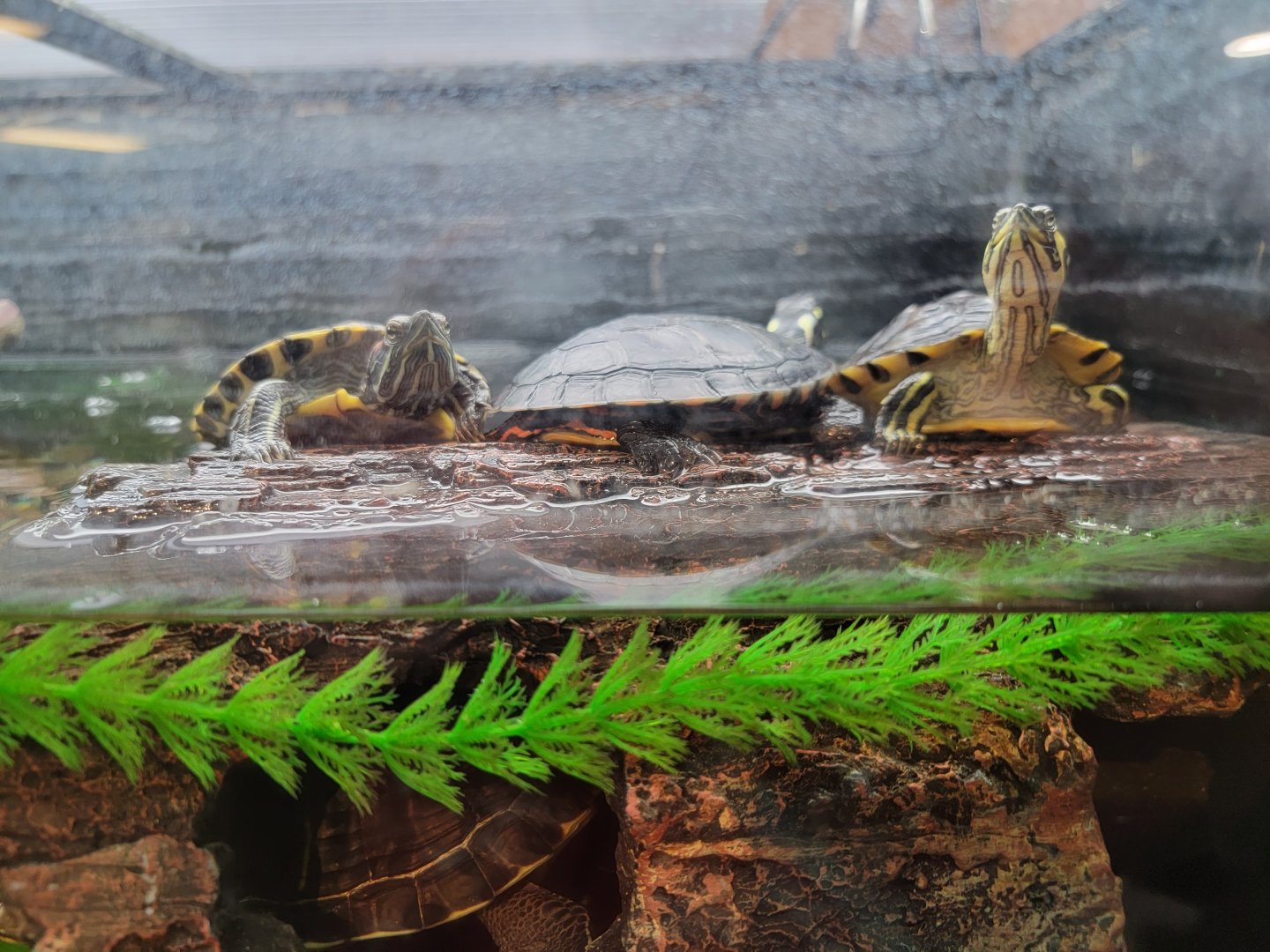 Bays Mountain - Sliders