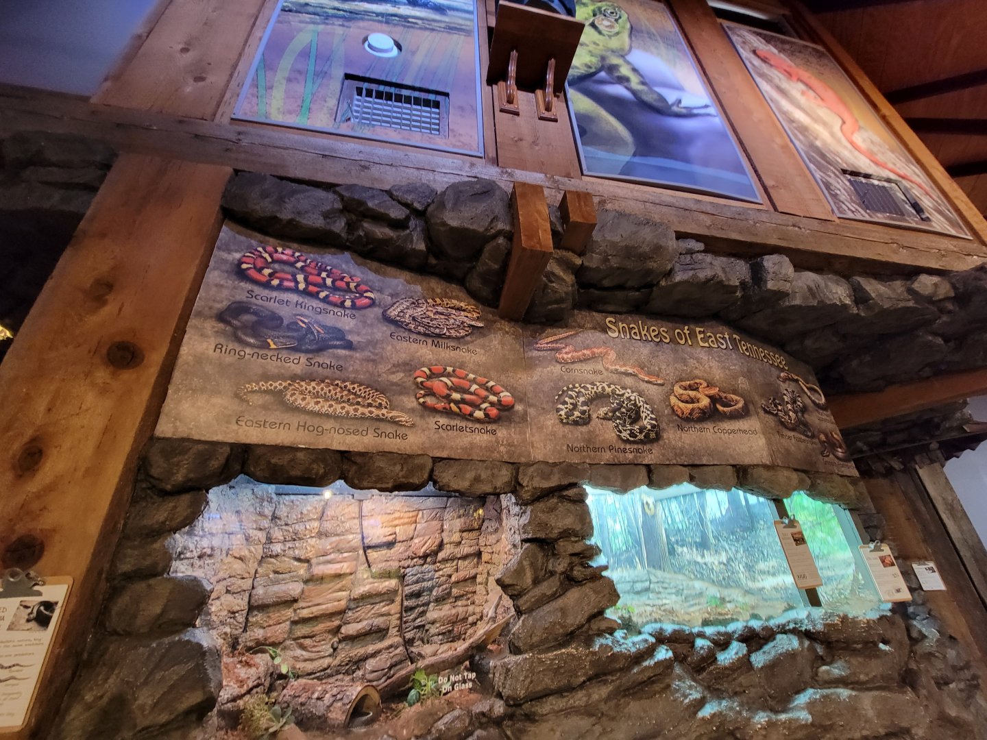 Bays Mountain - Snakes