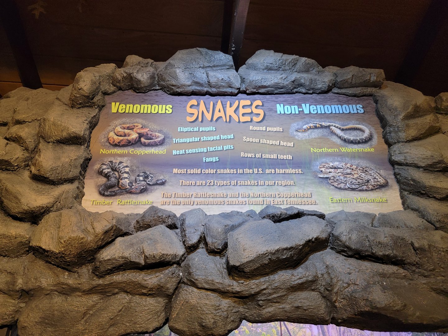 Bays Mountain - Snakes