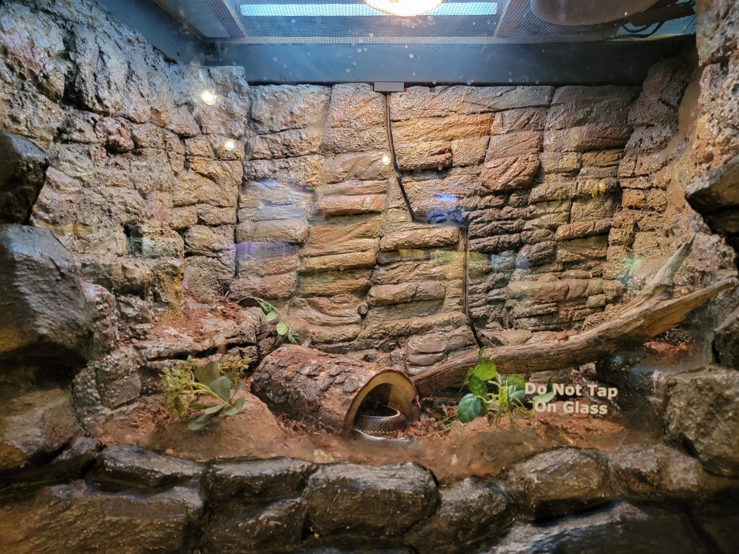Bays Mountain - Striped california kingsnake