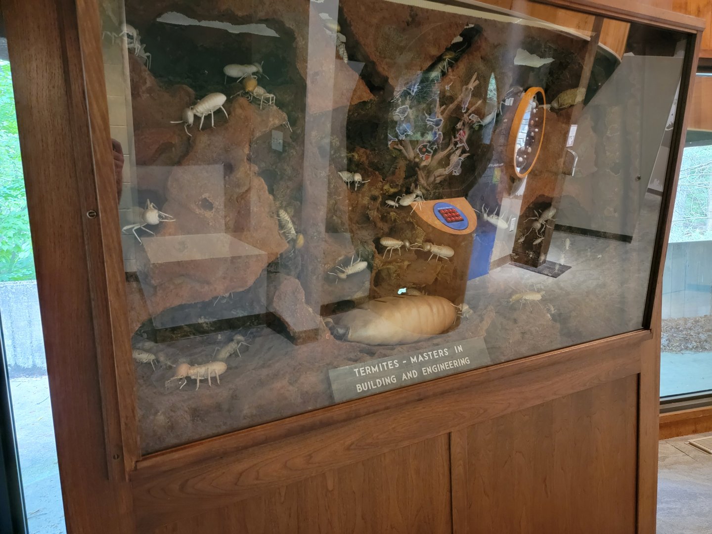 Bays Mountain - Termite diorama