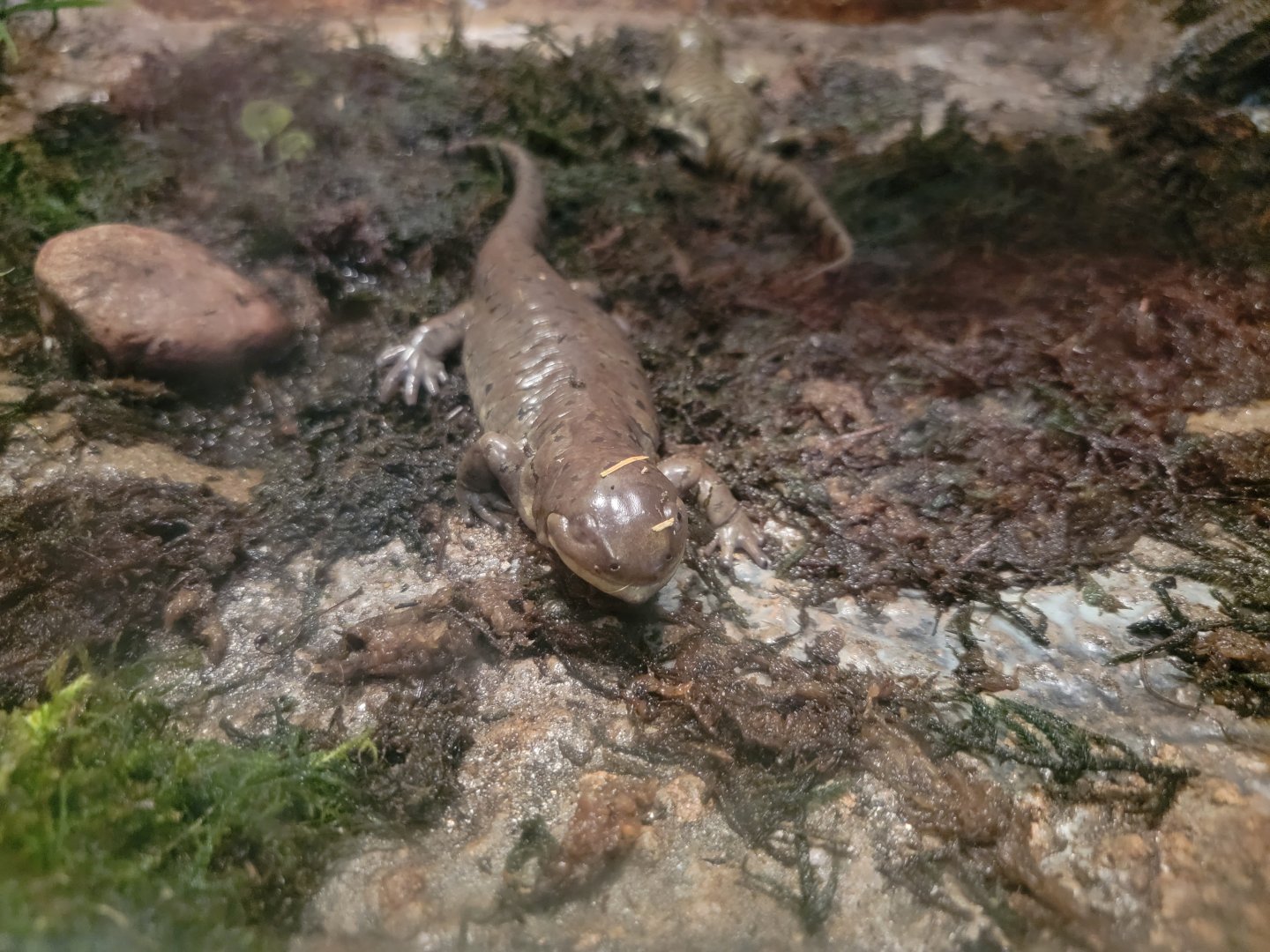 Bays Mountain - Tiger salamander