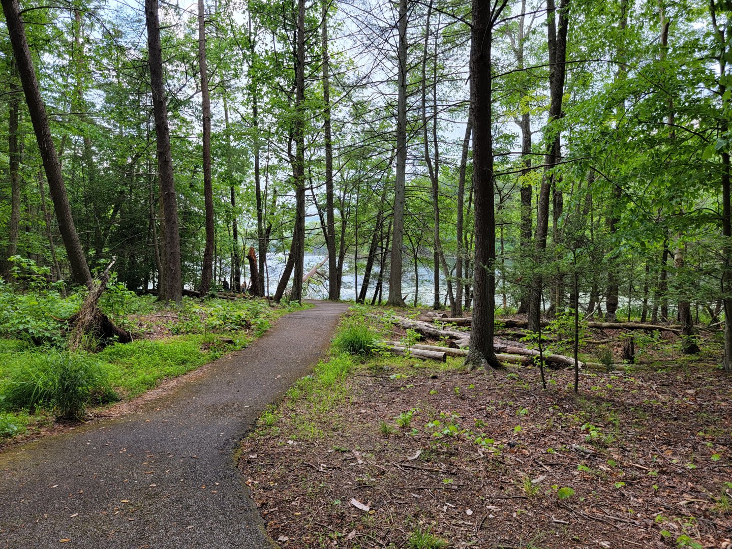 Bays Mountain - Trail to water