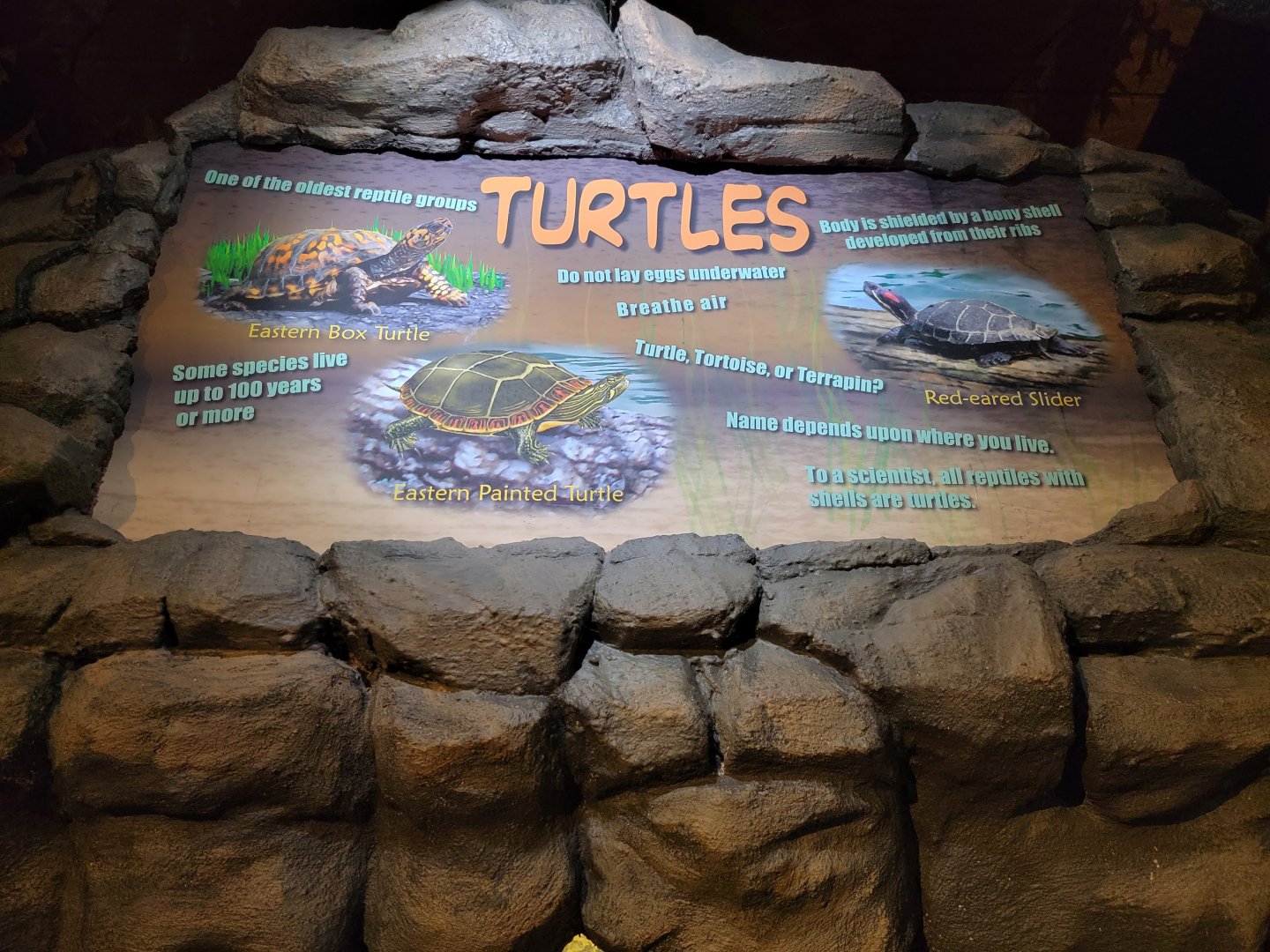 Bays Mountain - Turtles