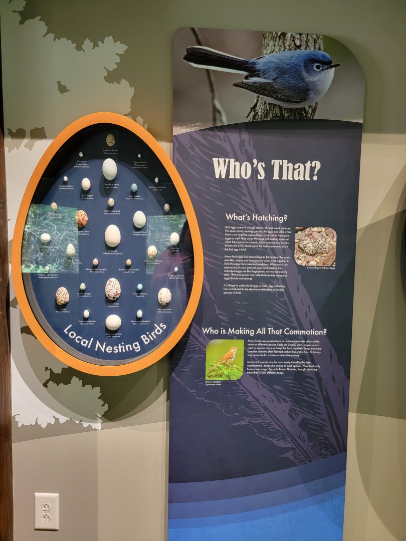 Bays Mountain - Types of eggs