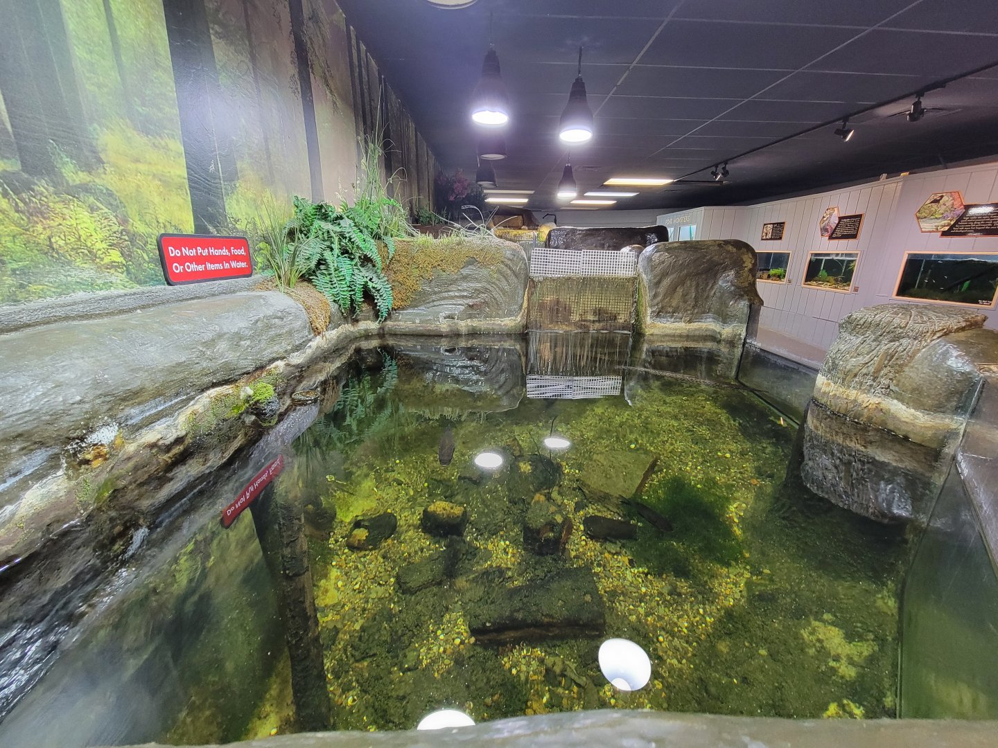 Bays Mountain - Unsigned gar, catfish tank