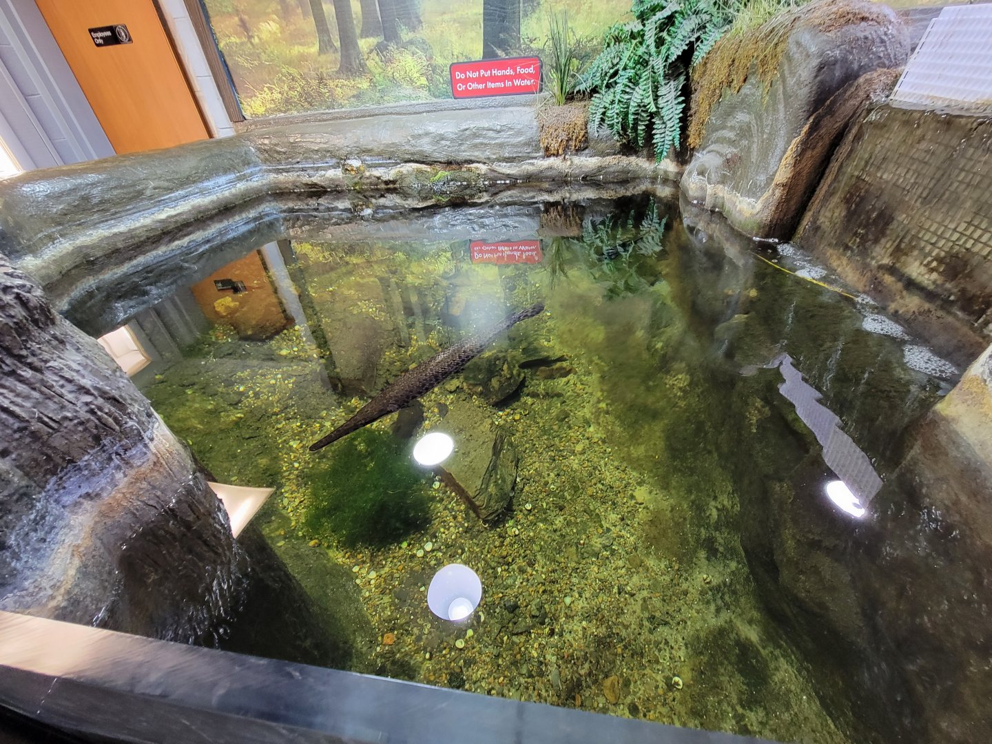 Bays Mountain - Unsigned gar, catfish tank