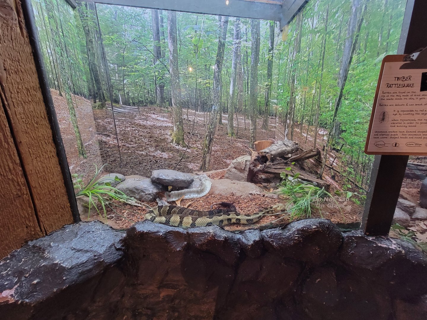 Bays Mountain - Very active Timber rattler