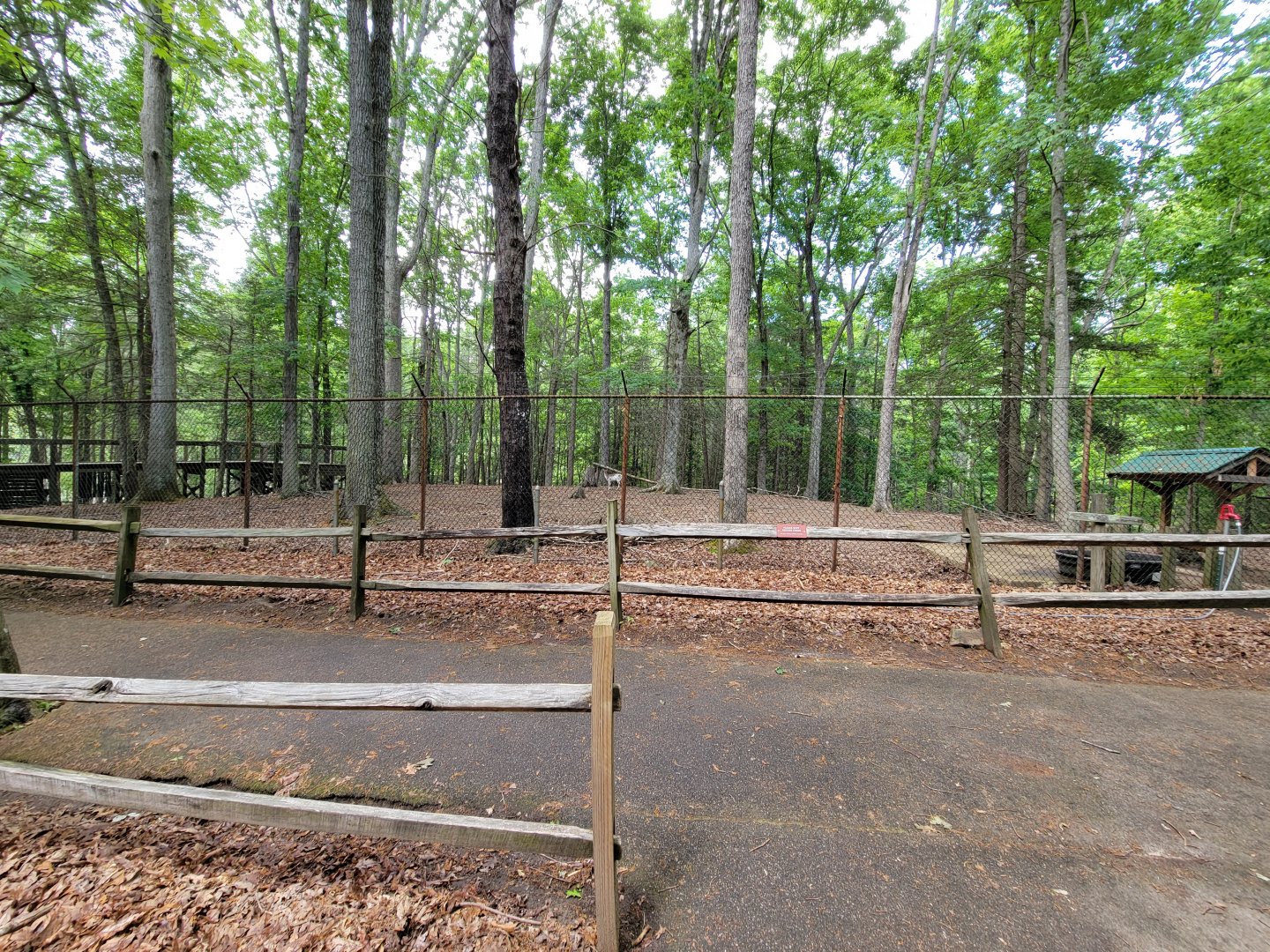 Bays Mountain - Whitetail deer