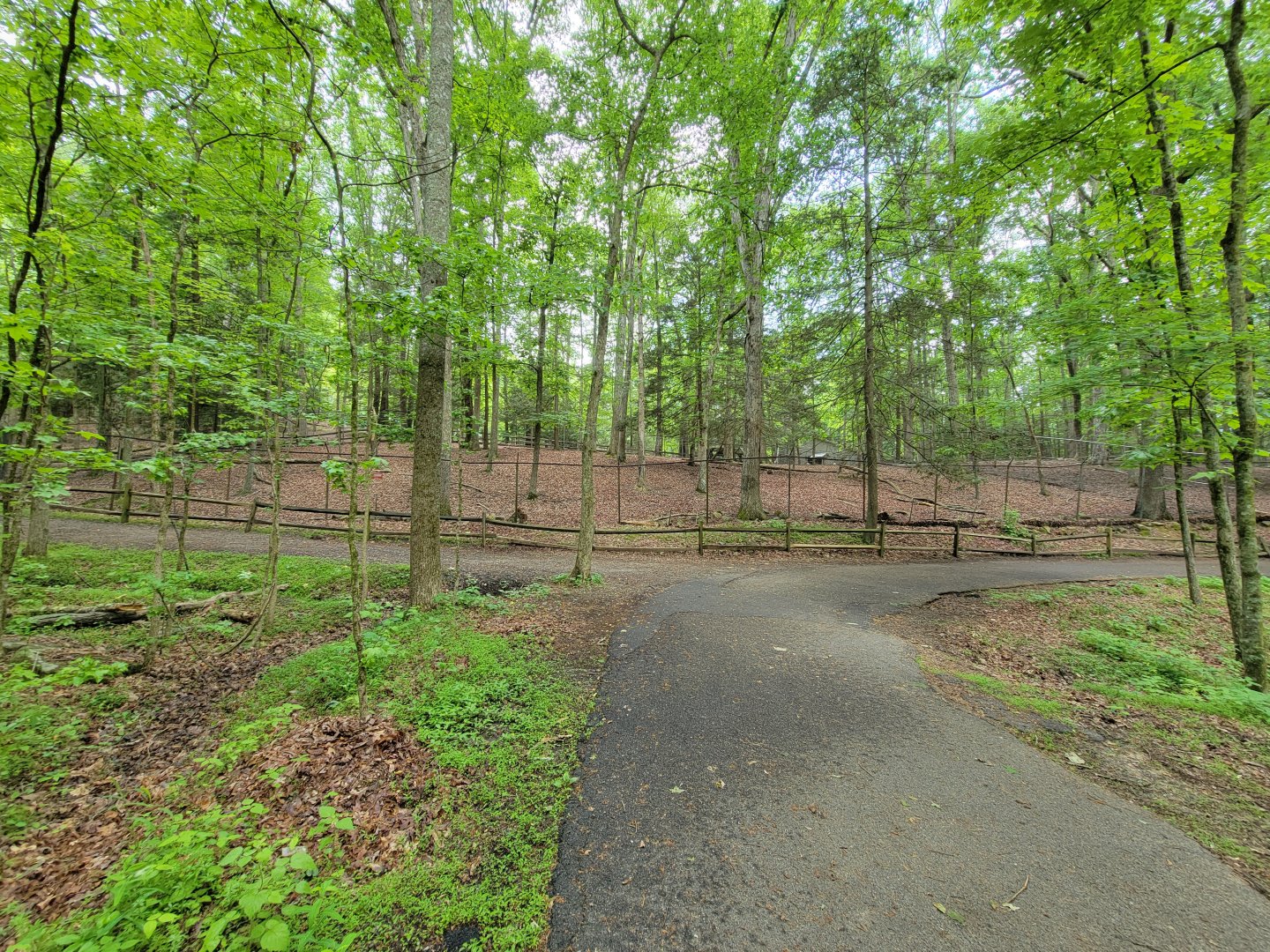 Bays Mountain - Whitetail deer