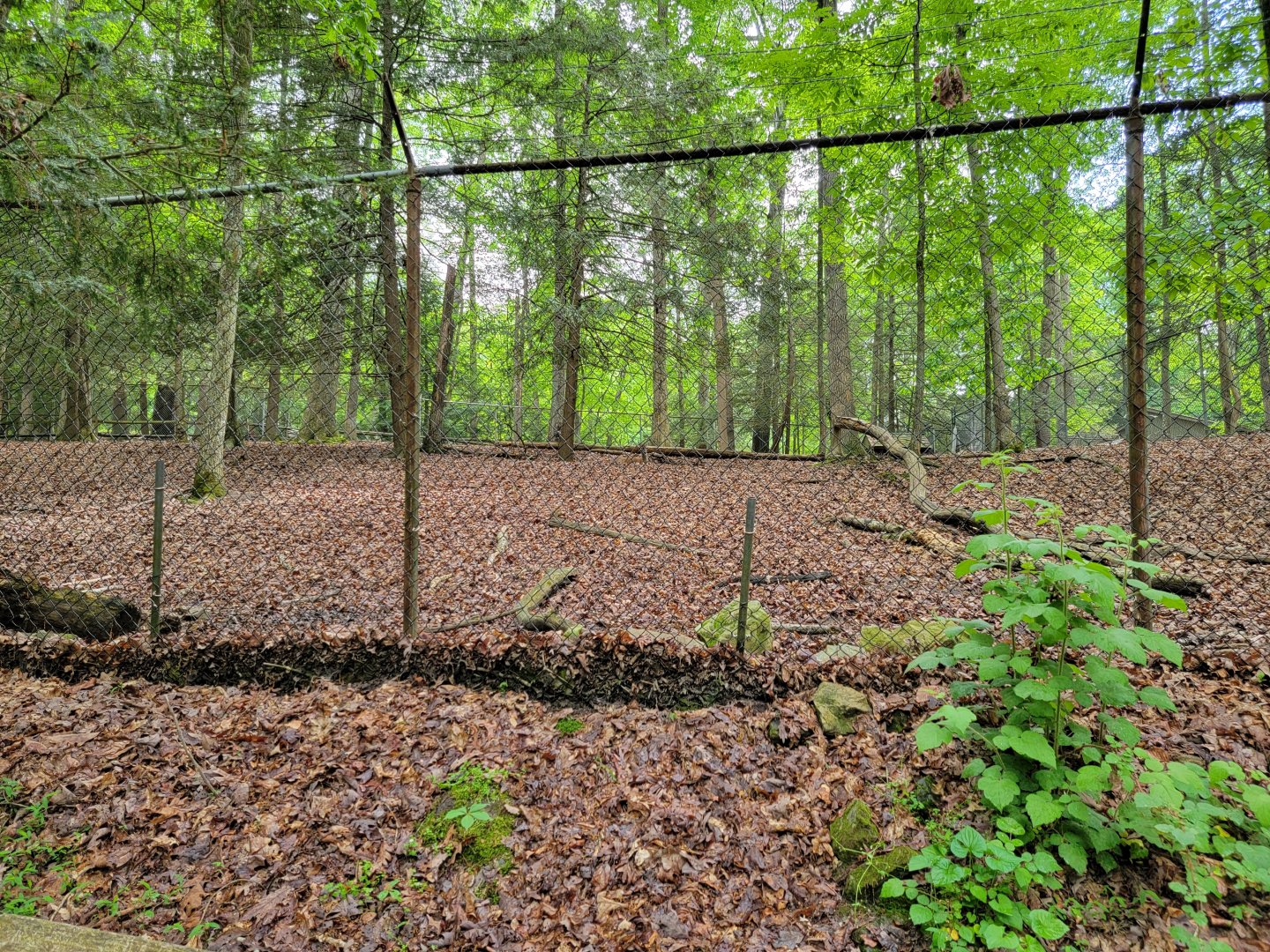Bays Mountain - Whitetail deer