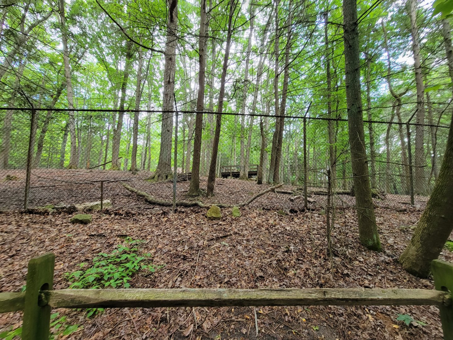 Bays Mountain - Whitetail deer