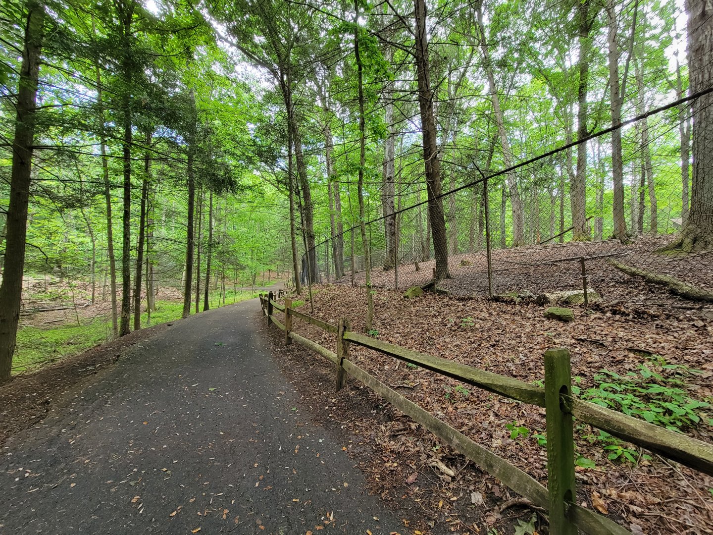 Bays Mountain - Whitetail deer