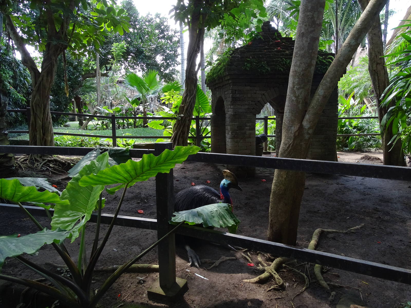 BBP 08/2016: Cassowary enclosure