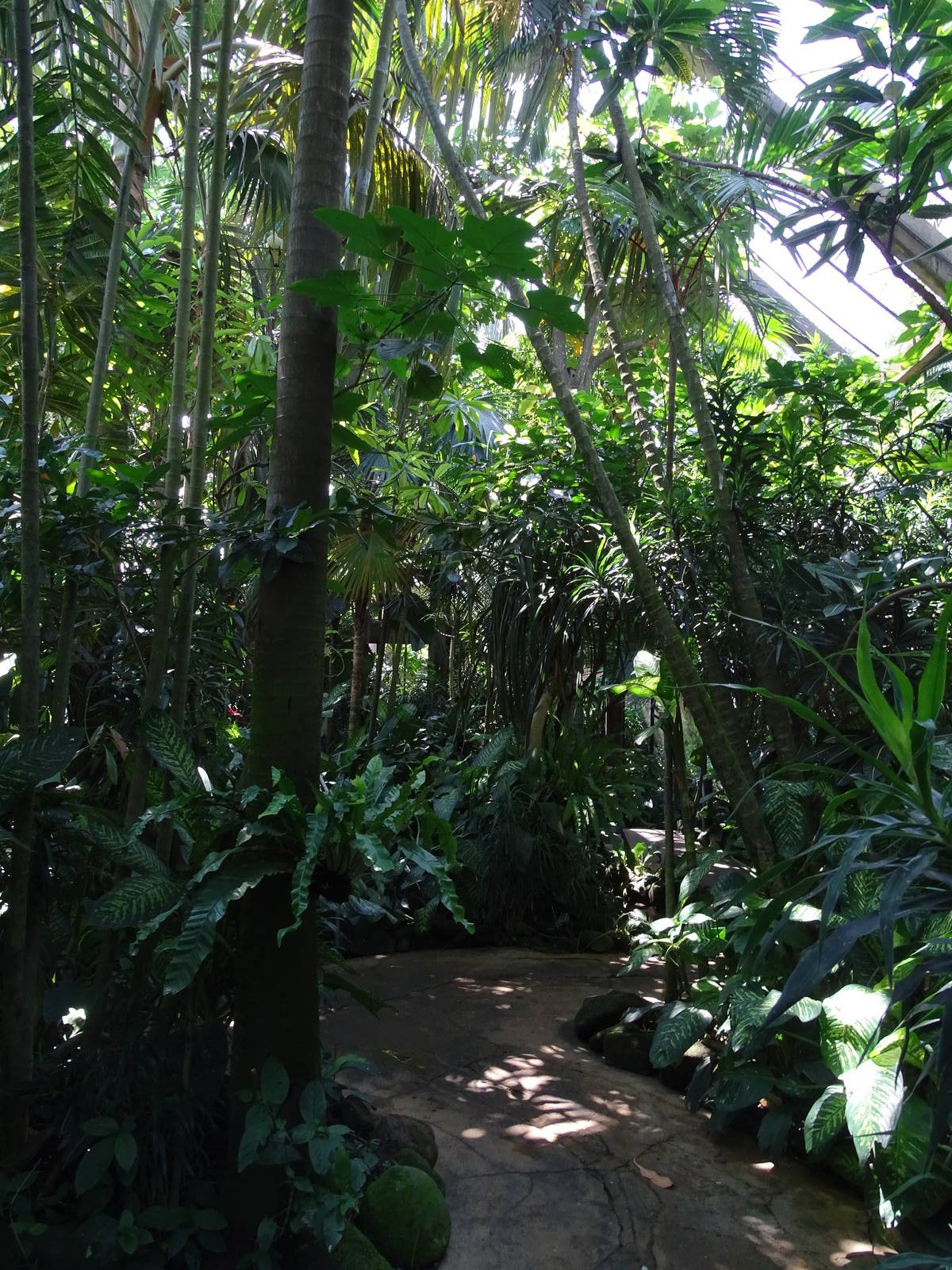 BBP 08/2016: Inside the Papua aviary