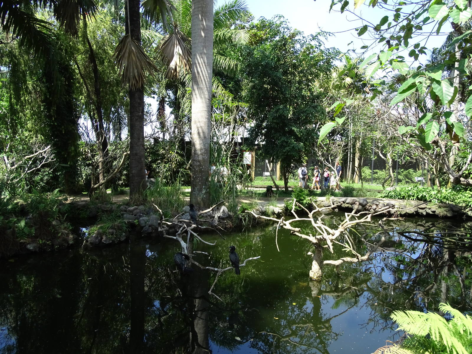 BBP 08/2016: Little cormorant enclosure