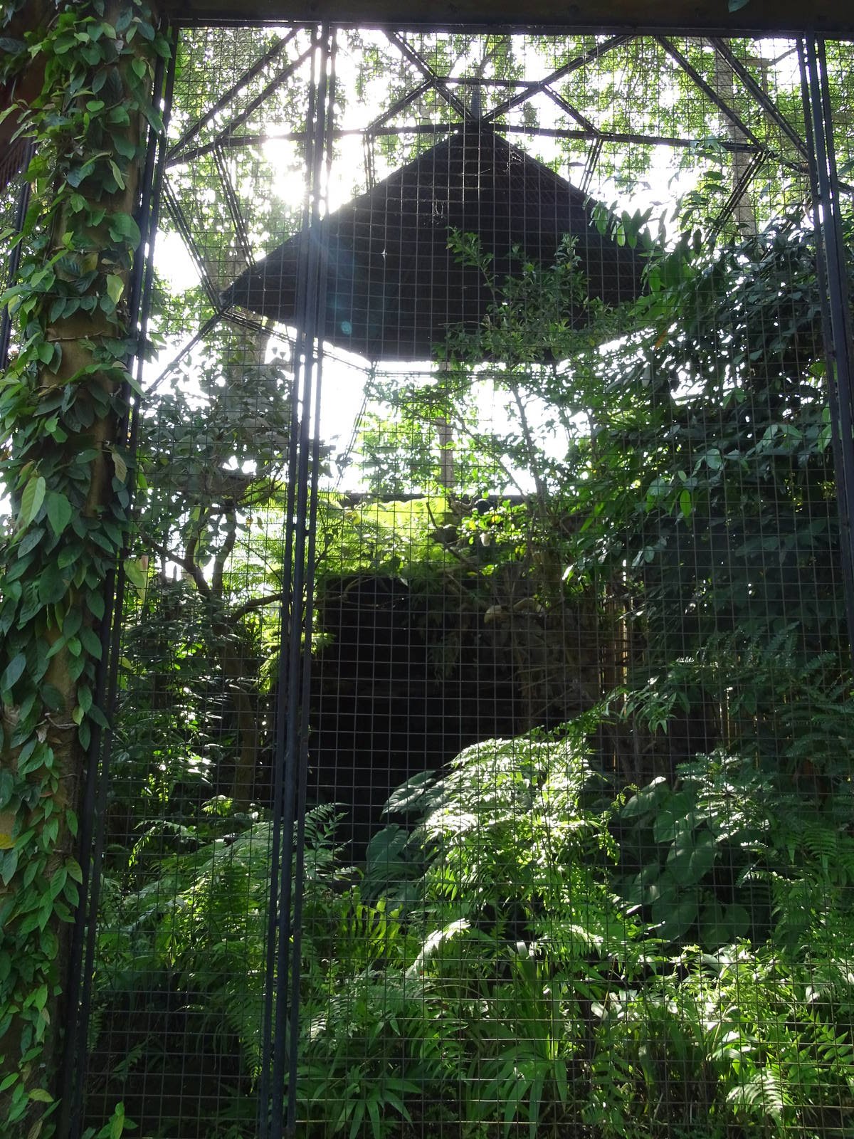 BBP 08/2016: Wreathed hornbill enclosure
