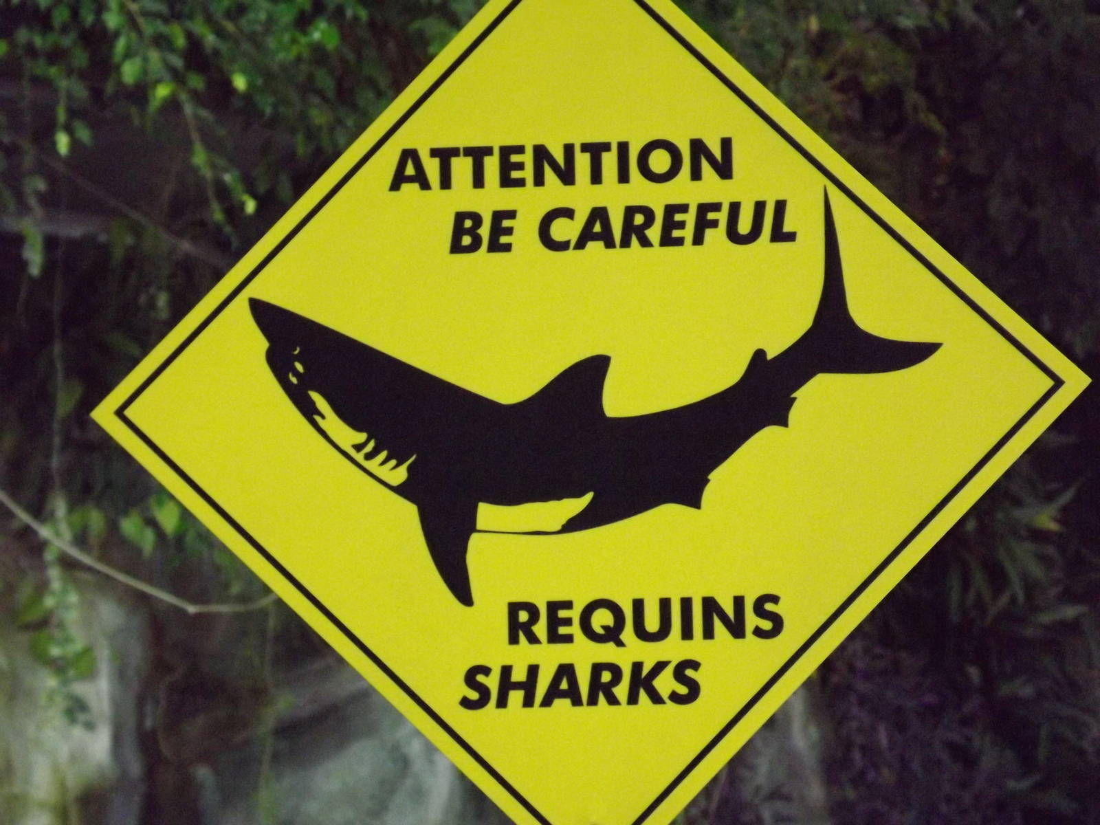 Be careful, sharks