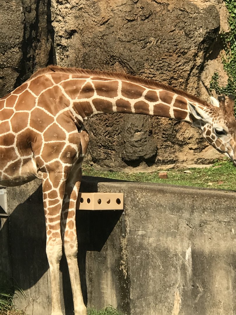 Bea the reticulated giraffe