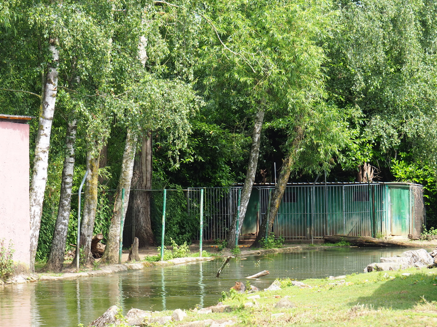 Beach area and barn for capybaras opposite the moat from the black-capped capuchin island, 2021-06-15