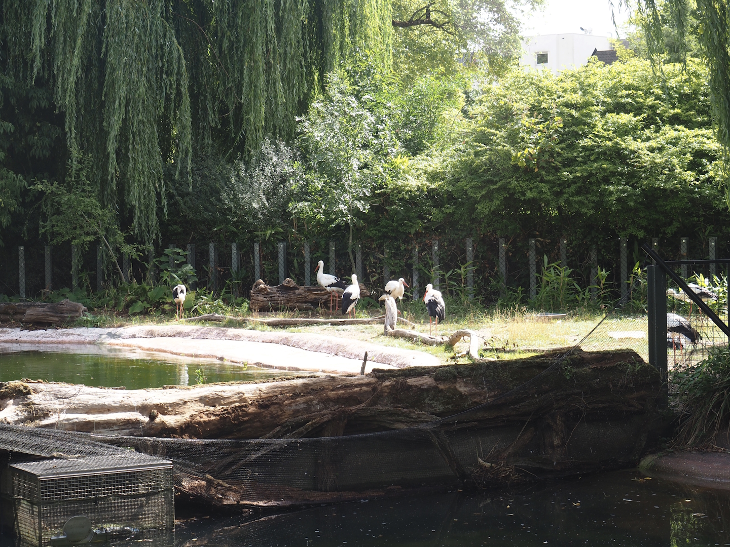 Beach area in one of the pygmy hippopotamus exhibits (former common hippo exhibit), with European white storks, 2025-07-21