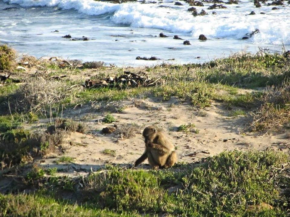 Beach Combing Chacma Baboon