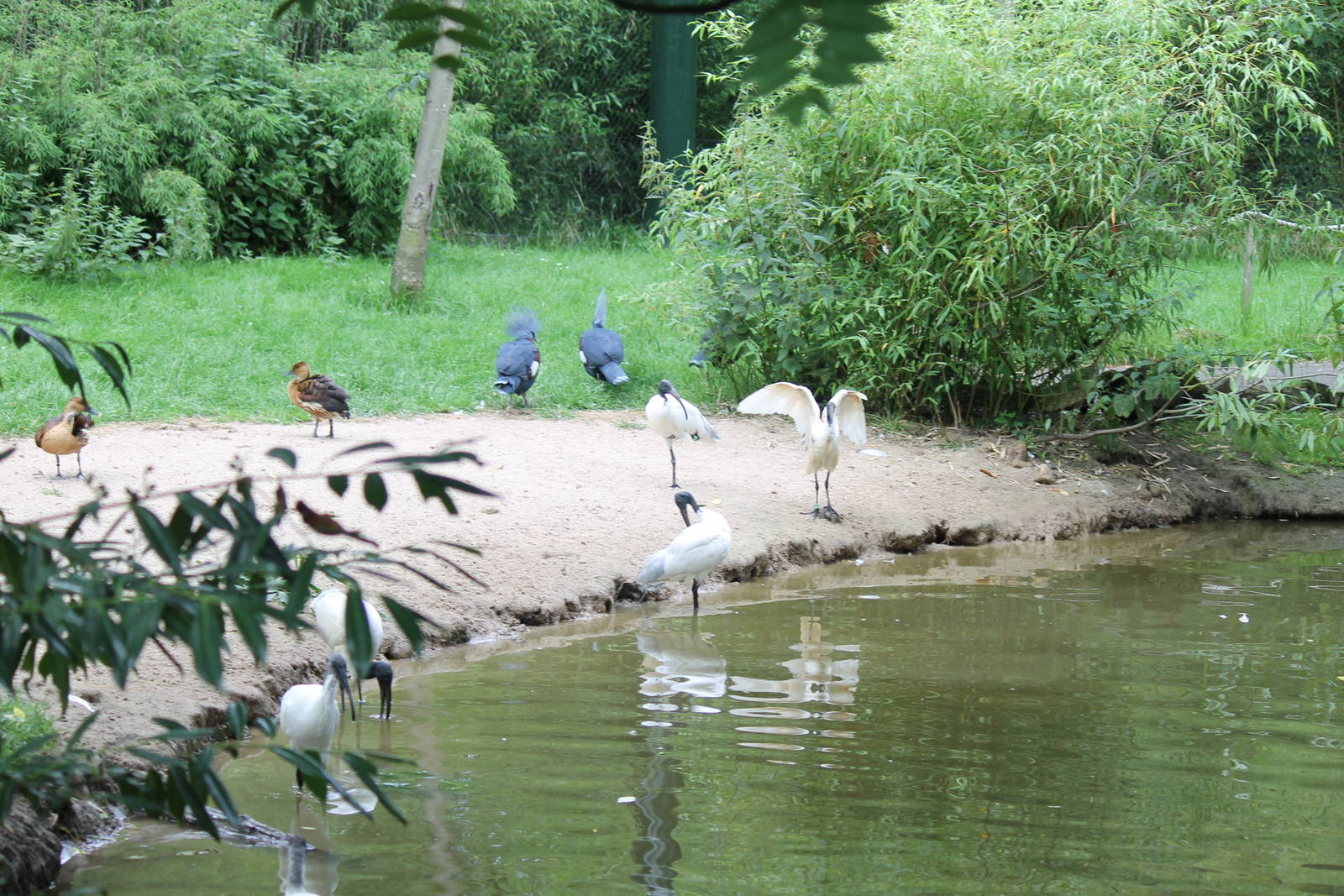 Beach in the Asian swamp aviary