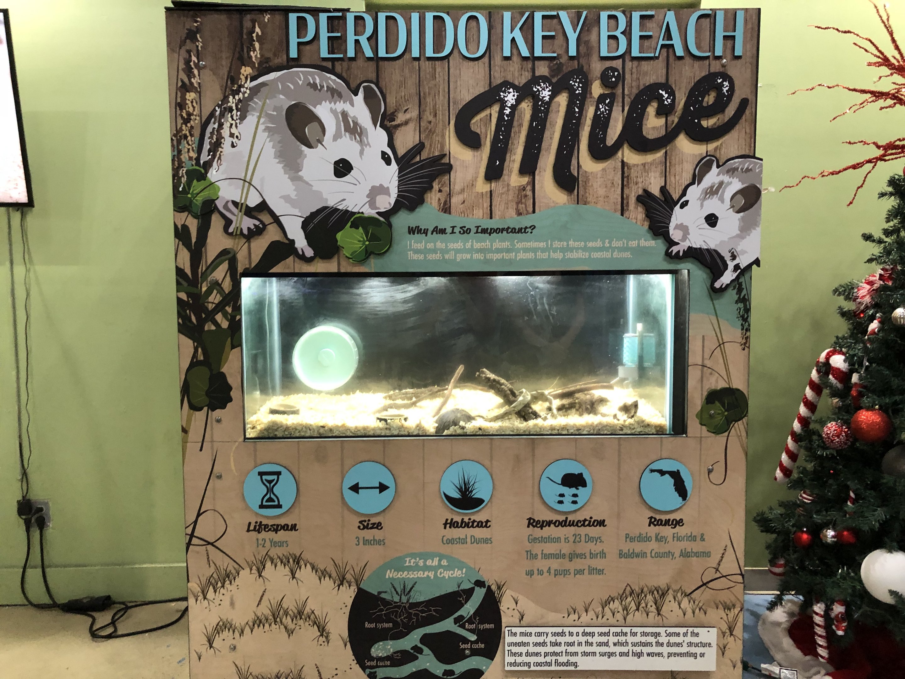 Beach mouse terrarium