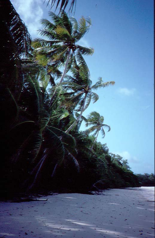 Beach - Palau Rock Islands